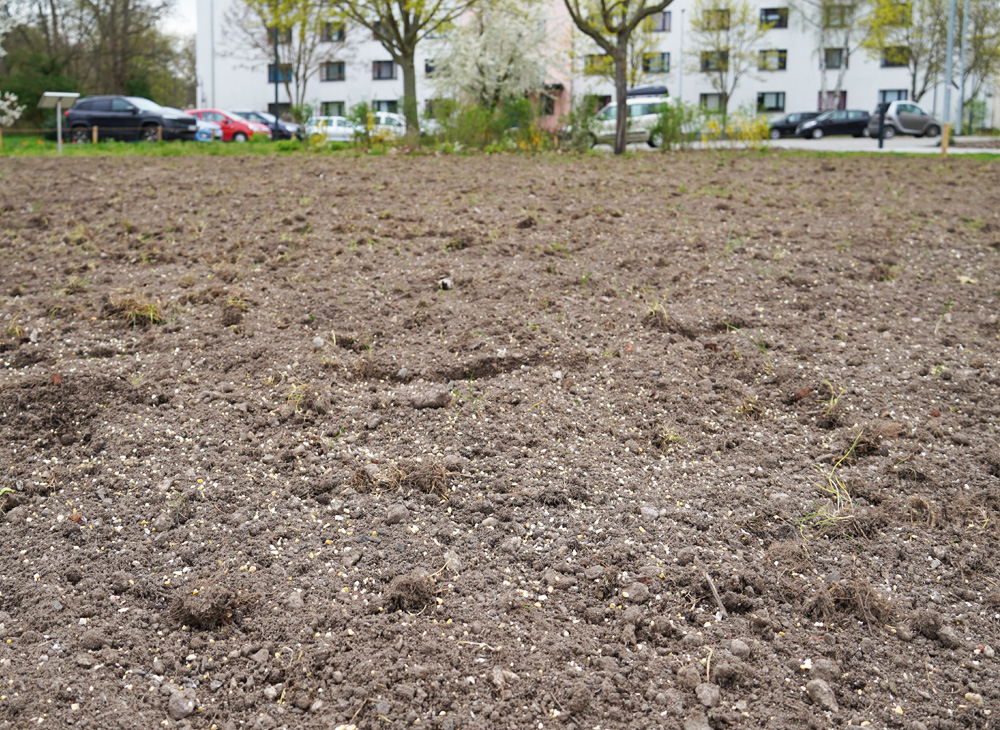 Auf den Boden aufgerieseltes und angedrücktes Saatgut