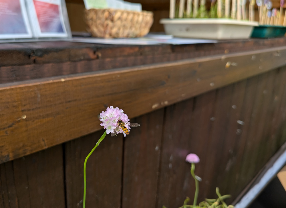 Sichtung von Insekten am Stand, Foto Nele Adert