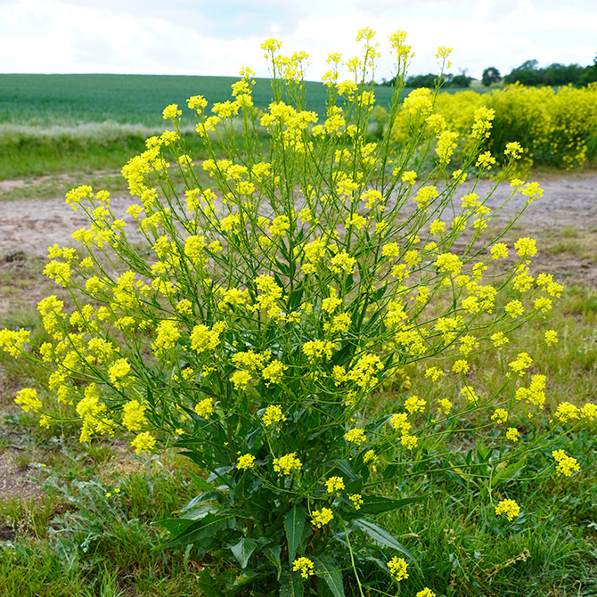 Orientalisches Zackenschötchen (Bunias orientalis)