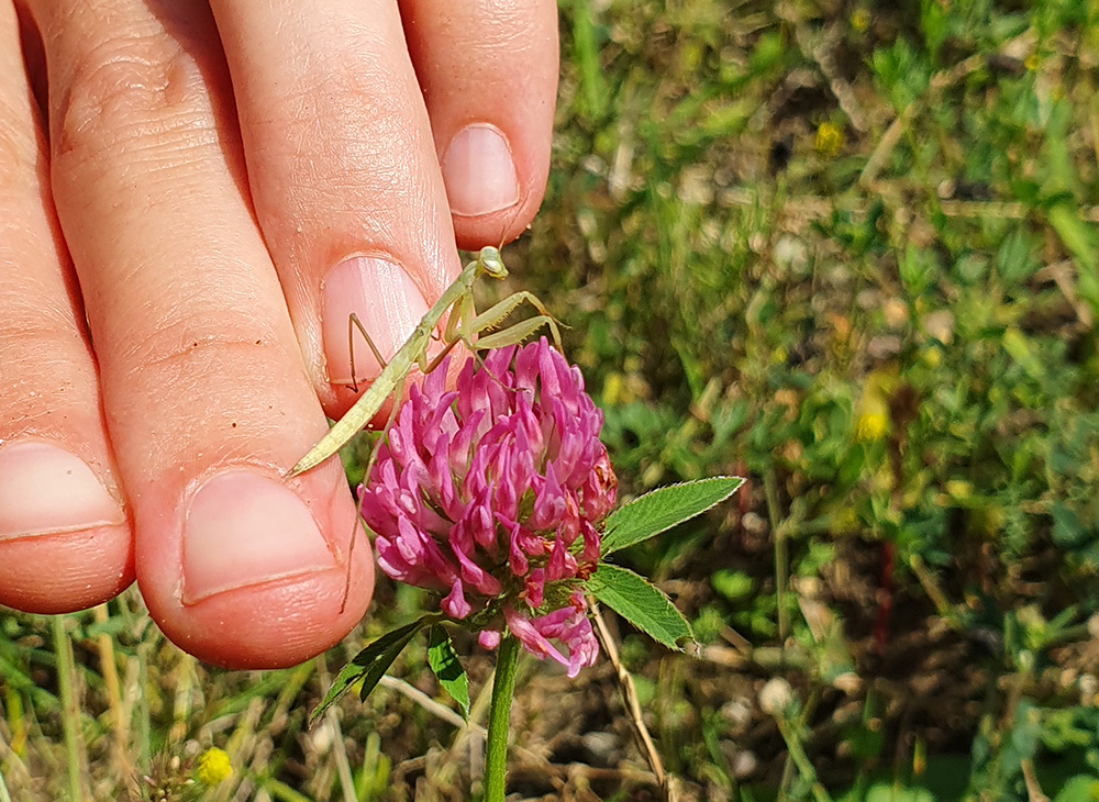 Jungtier einer Gottesanbeterin auf Finger